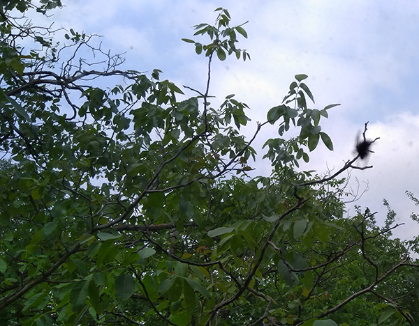 Odbrana šume kao javnog dobra u kompleksu Avala filma